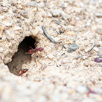 Bull ants emerging from the nest, through a rocky hole 